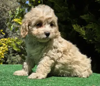 Cavapoo - Flora