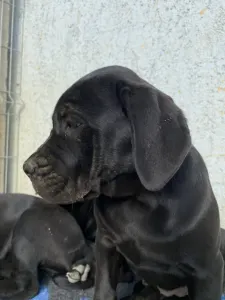 Cane corso - Cassiopeia’s Pearl Zakopane