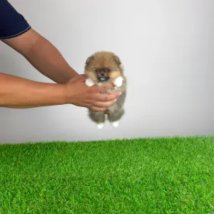 Pomeranian - Mandarin