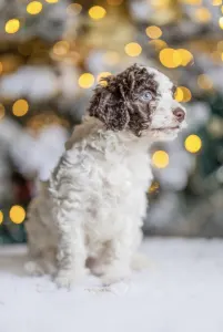 Spanyol vízikutya - El Cuevo Del Cuco