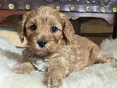 Cavapoo - Silk