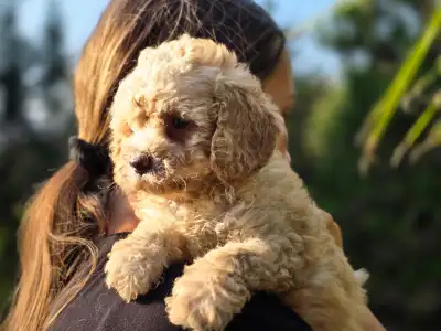 Cavapoo - Mia