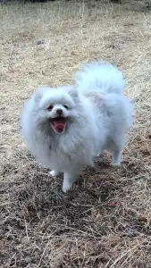 German Pomeranian Spitz - Mateo