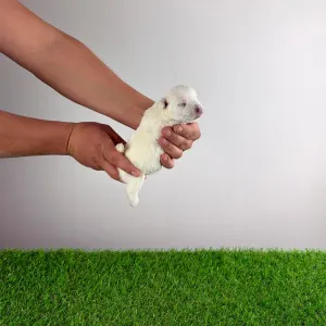 West Highland White Terrier - Jette