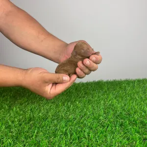 Toy uszkár - Jozzy