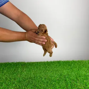 Caniche Nain - Verona
