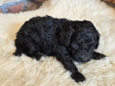 Cavapoo - Norina