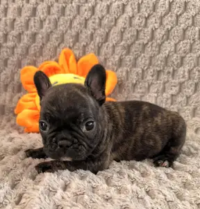 Französische Bulldogge - Miora Frenchie Rhaenyra