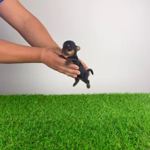 Yorkshire terrier - Hexi