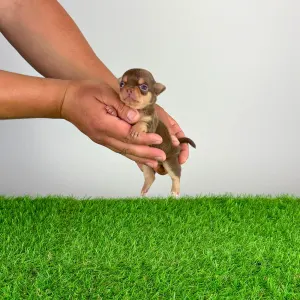 Chihuahua - Gaby