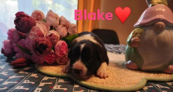 Border Collie - Blake