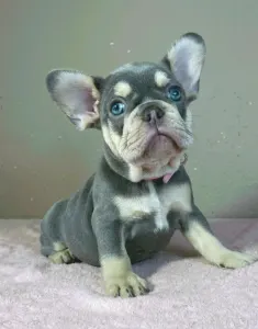 Französische Bulldogge - Kim