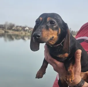 Dachshund - Lucy