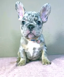 Buldog francuski - Gino