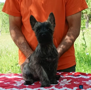 Cairn Terrier - Giny
