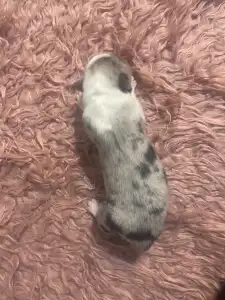 Border Collie - Blue Merle Kan 2