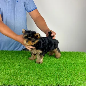 Yorkshire Terrier - Adia