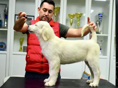 Central Asia Shepherd Dog - Jeges