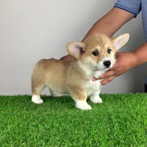 Pembroke Welsh Corgi - Ripley