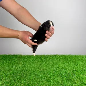 Australian Shepherd - Cagan