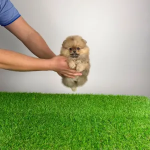 Pomeranian - Quisina