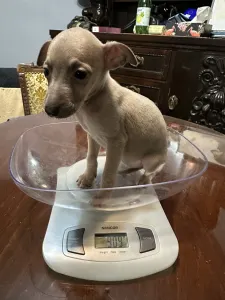 Italienisches Windspiel - Ximena