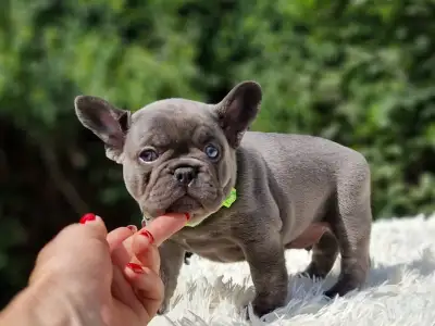 Französische Bulldogge - Balu