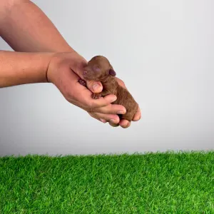 Карликовый пудель - Rosa