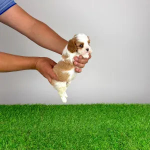 Cavalier King Charles Spaniel - Norbo