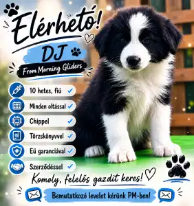 Border Collie - Dj Fmg