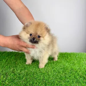 Szpic miniaturowy - Wenka