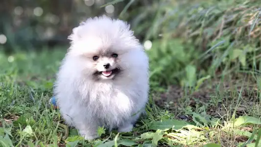 Pomeranian - Monty