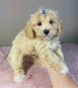 Maltipoo - Brian
