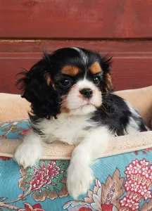 Cavalier King Charles Spaniel - Zoee