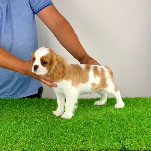 Cavalier King Charles Spaniel - Phillip 