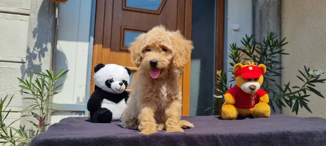 Cavapoo - Miló