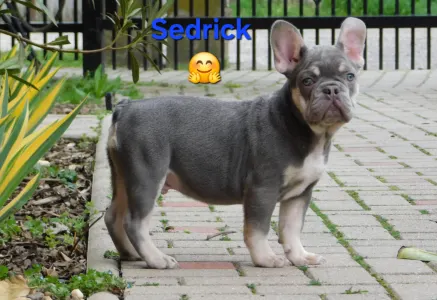 French Bulldog - Sedrick