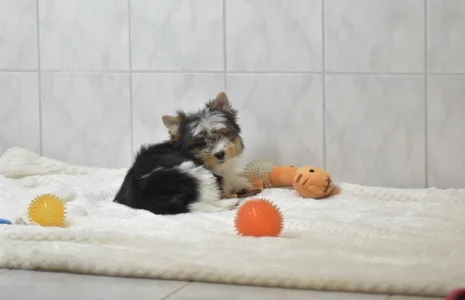 Бивер-йоркширский терьер - Raven Orient 