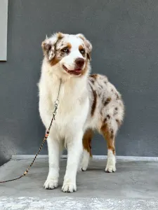 Australian Shepherd - Budnat Aussies