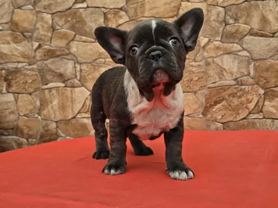 Französische Bulldogge - Dorothy