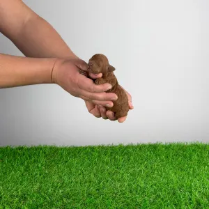 Trpasličí pudl - Nikita