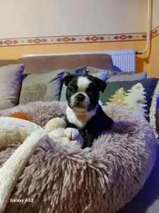 Boston Terrier - Villám ( Blitzen )