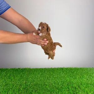 Poodle Miniature - Luca