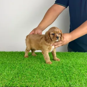 Cavalier King Charles Spaniel - Wilma