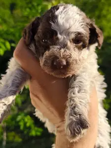 Lagotto Romanjolo - Delittle The Royal Town Of Bobovac