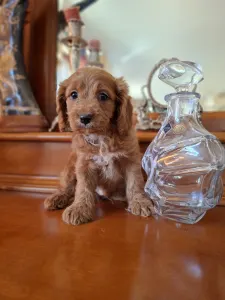 Cavapoo - Cavapoo M