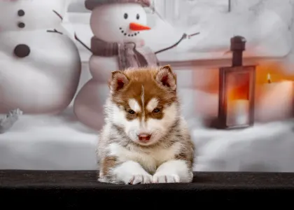 Husky siberian - Orange