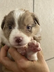 Border Collie - Snickers/ Chocolate Sable Merle Szuka