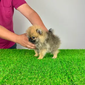Pomeranian - Annabell