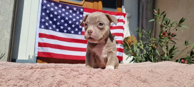 American Bully - Pocket - Zafír